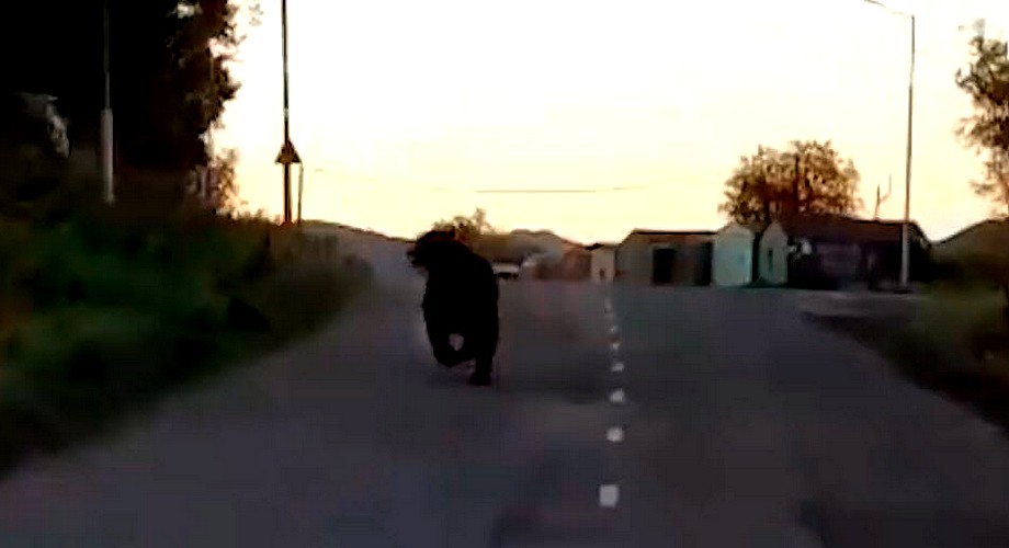На Камчатке медведь убил мужчину: ведётся поиск хищника