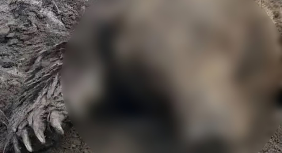 В Красноярском крае известный охотник-медвежатник погиб при нападении хищника